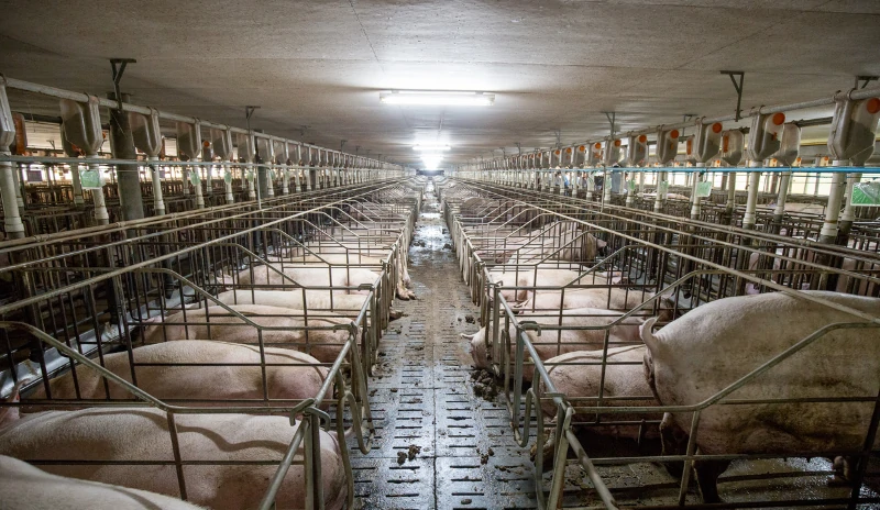Cómo operará la primera norma de Olores para la industria porcina en Chile