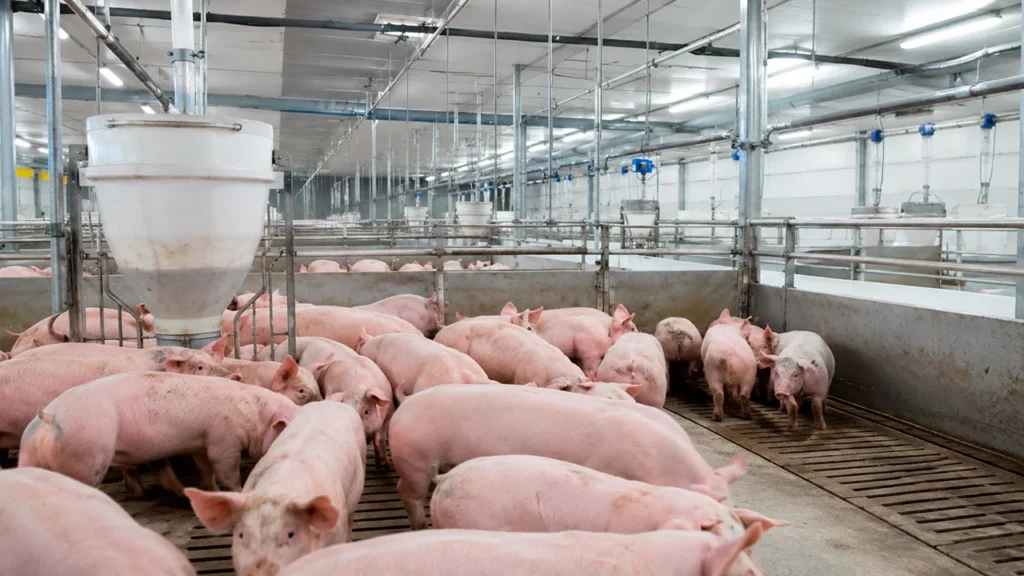 Olores, bioseguridad y comunidades: las nuevas exigencias que enfrenta la producción animal en Chile